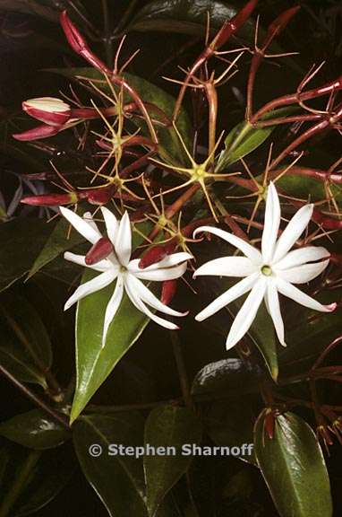 Jasminum nitidum 1 graphic